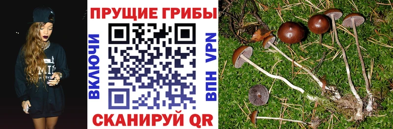 Псилоцибиновые грибы мухоморы  дарнет шоп  ОМГ ОМГ tor  Воронеж 